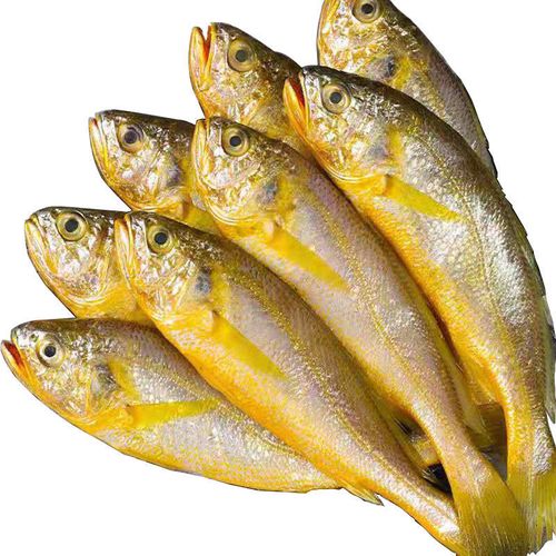 5斤顺丰包邮海捕小黄花鱼黄花鱼新鲜海捕冷冻大小黄鱼深海海鲜