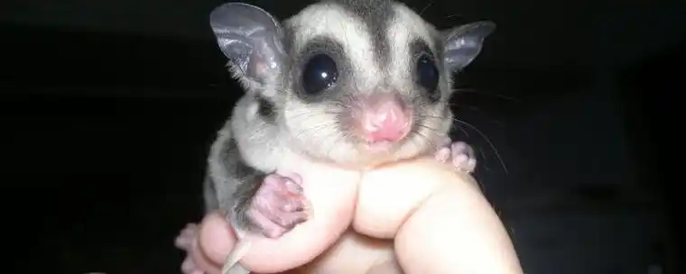 蜜袋鼯公母区别,繁殖期公母如何搭配