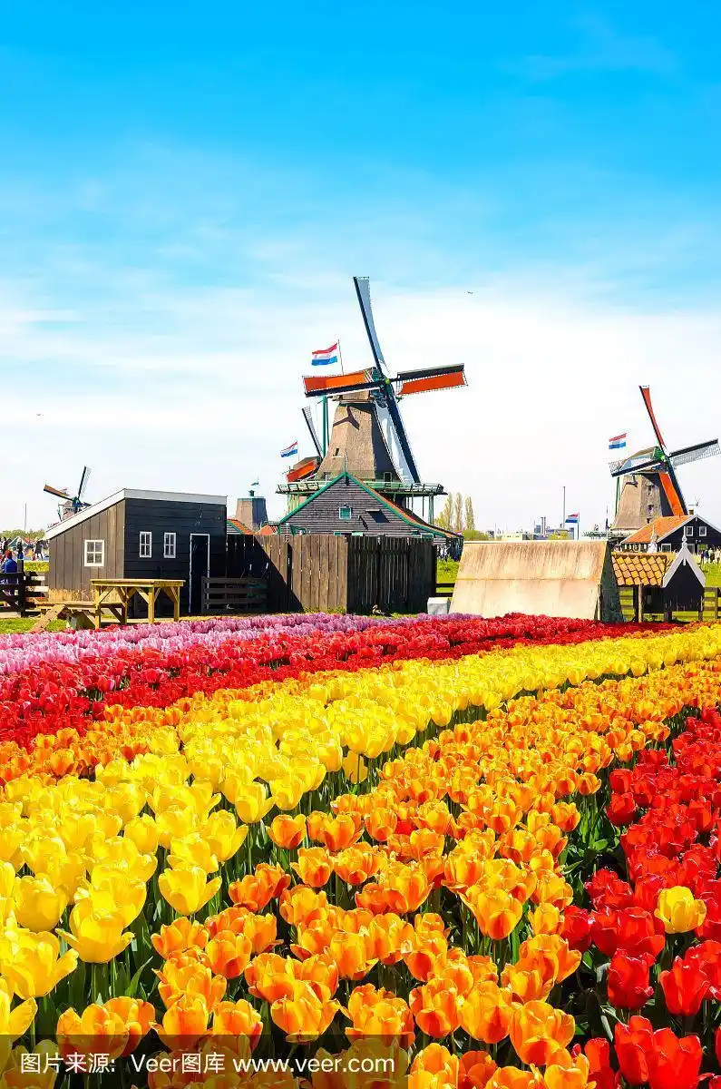 荷兰传统的风车和运河附近的房子,zaanstad村,zaanse schans,荷兰,欧