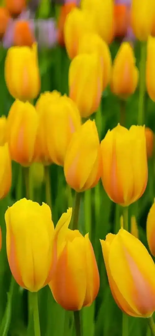 壁纸分享美丽的花朵不用长高自有人会弯腰去欣赏它