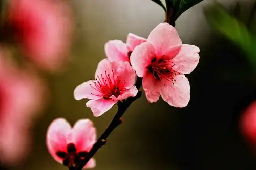 桃花一簇开无主,可爱深红映浅红.