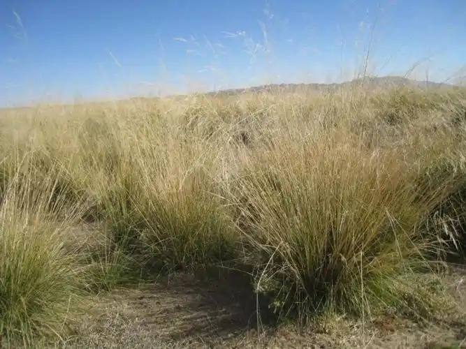 祁连山-阿尔金山及北部沙漠沿线一带,主要草原类型有高寒灌丛草甸,温