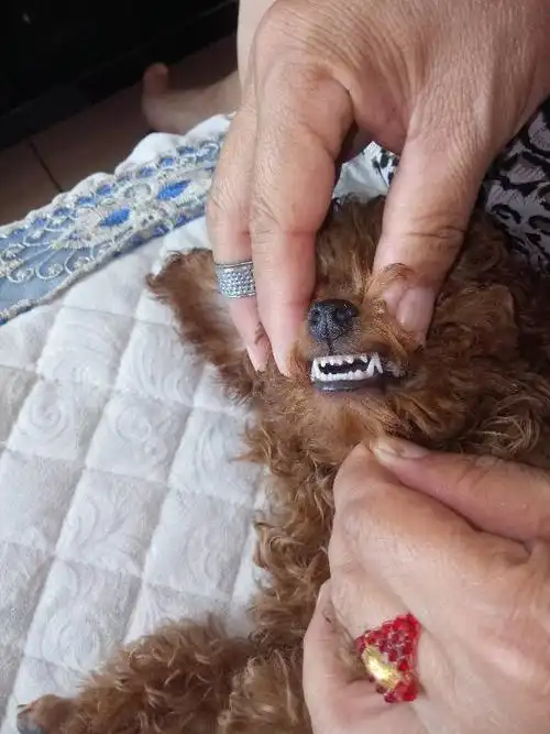 这只泰迪狗狗有三个月了吗