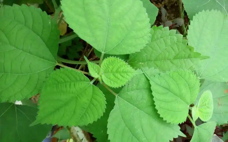 农村这种植物全身上下都是宝,用途居然这么多,被称为"中国草"|苎麻