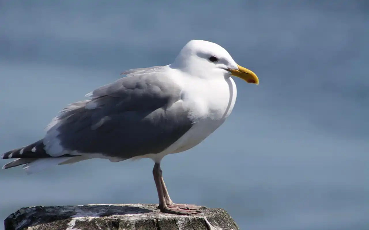 大海中的海鸥图片高清桌面壁纸