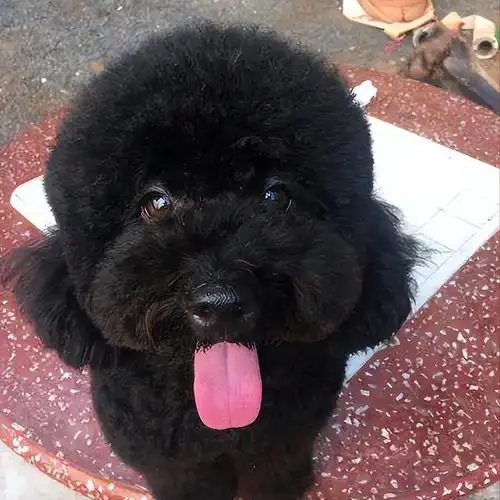 如果养狗养泰迪就够了(养狗劝你别养黑泰迪)(4)