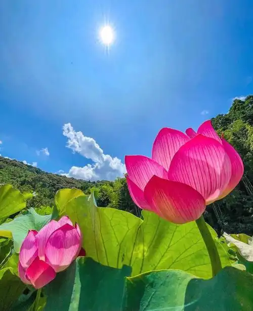 愿心如莲花清净无染