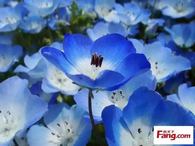 蓝色的花,你见过吗?