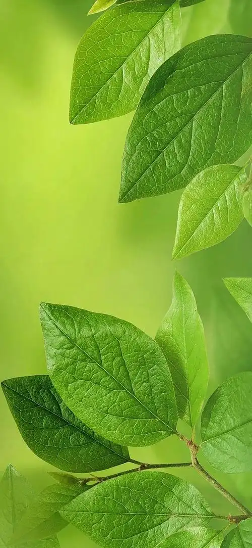 绿色背景图,绿色背景图卡通(护眼壁纸:绿色清新背景图)