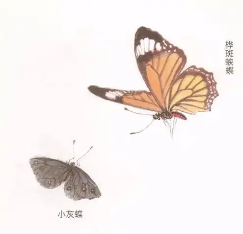 《工笔蝴蝶的上色与步骤》一学就会画写意蝴蝶工笔蝴蝶画法