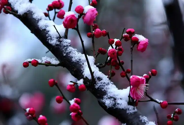 寒凝大地百丈冰 梅花傲雪花枝俏【美图共赏】