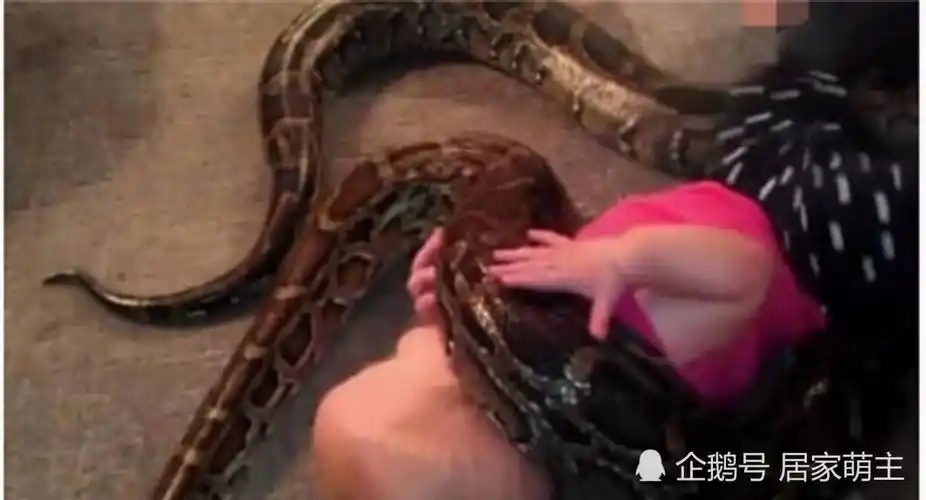 小孩子跟蟒蛇一块玩,随后蛇做出的举动,吓得主人立马报了警