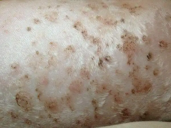 我家狗狗得得是什么皮肤病?犬的品种是比熊!有图片!