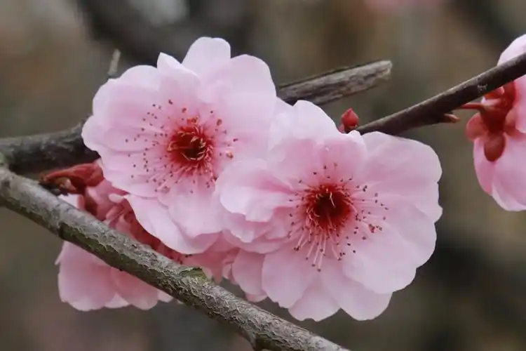 有一种梅花叫"美人梅"