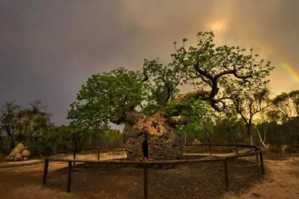 世界上的各种各样的树有很多,和小编一起来看看这大千世界有什么奇形