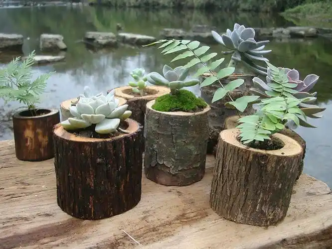 树木桩花盆木头盆木质花盆多肉植物花盆创意原木片可定制