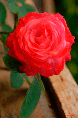 320_480竖版 竖屏gif 动态图 动图