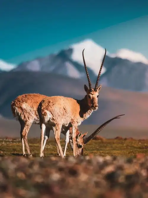 雪山下的藏羚羊 - kensgod - 图虫