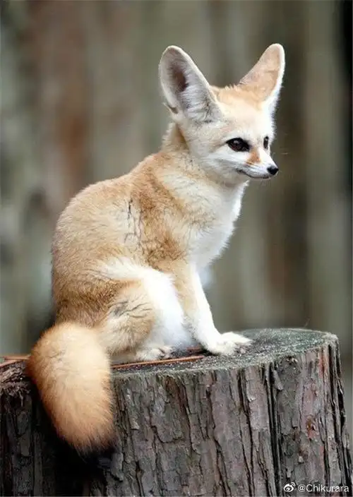 #比你想象中还要可爱的动物#