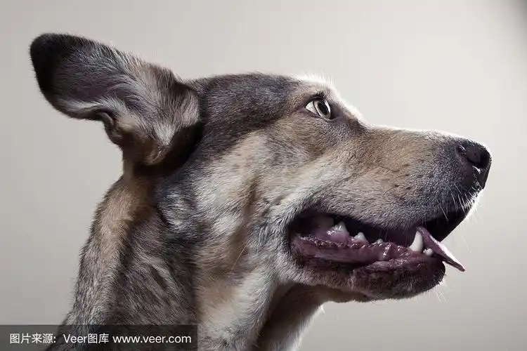 狗脸的侧面视图