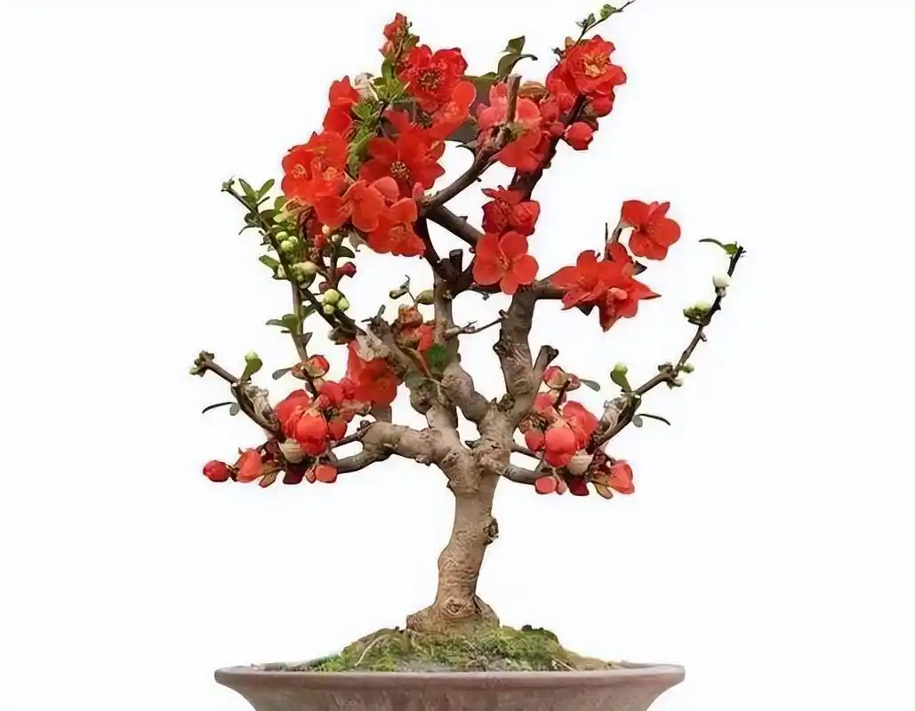 长寿冠海棠,盆景中的经典款