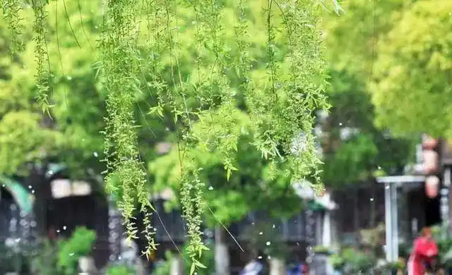 落絮游丝亦有情金华这个湖岸已柳絮纷飞