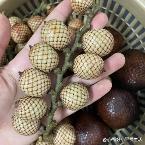 今年看到很多稀奇古怪的水果,有些根本没见过,看起来好像是穿着丝袜的