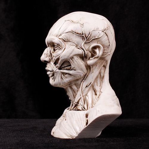 人体头部肌肉结构模型美术教学学艺素描速写石膏像