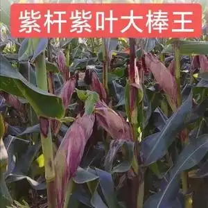 玉米棒紫色