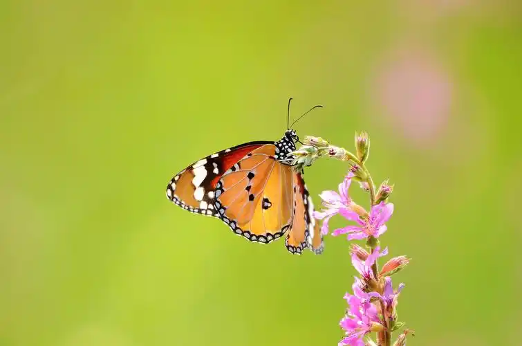几张花与蝴蝶(3)