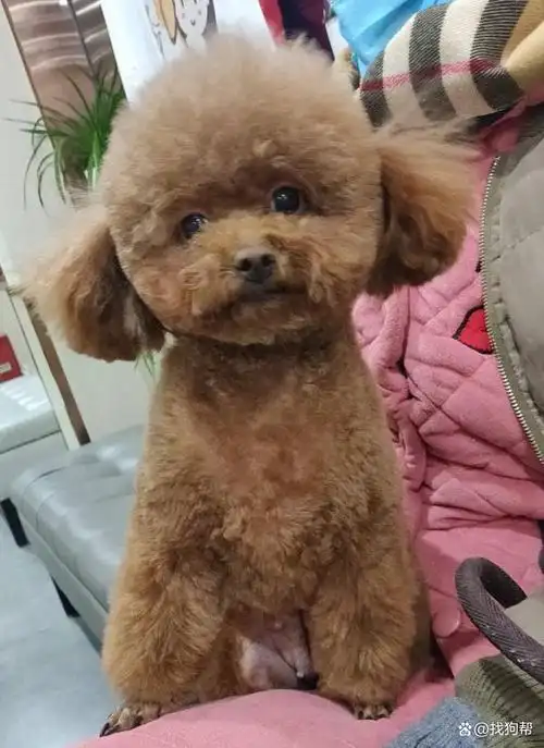 合肥市包河区 2000寻浅棕色泰迪犬