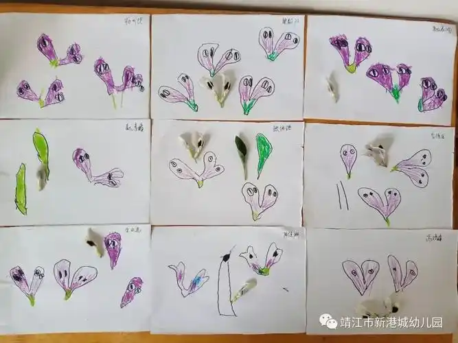 "我点头应允,佳淅兴高采烈地从自然角拿来"蚕豆花