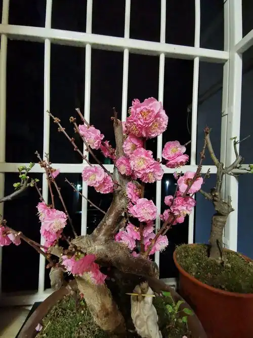 梅花系里开花较晚的丰厚梅