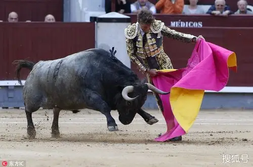 懵了!西班牙斗牛赛:斗牛士被公牛"抢"走斗篷