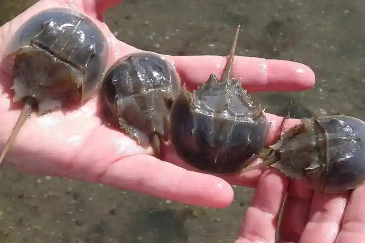 幼年鲎baby-horseshoe-crabs-w.jpg