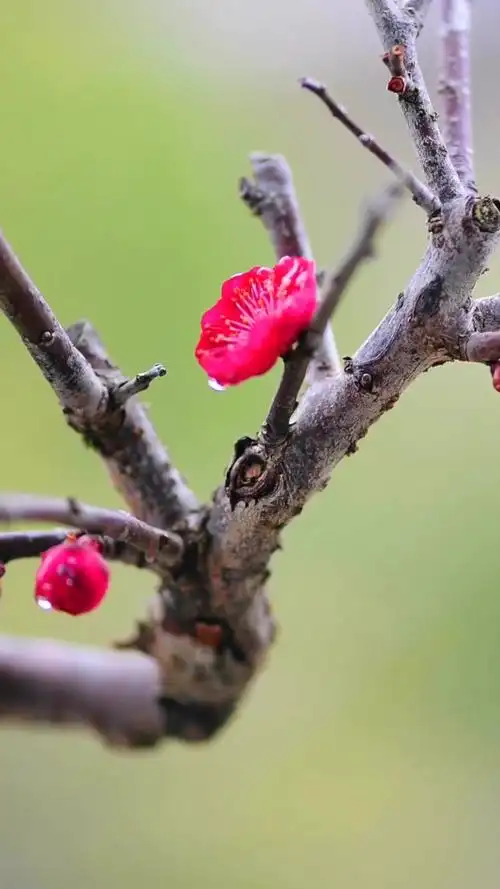 红须朱砂梅,花开两三朵.