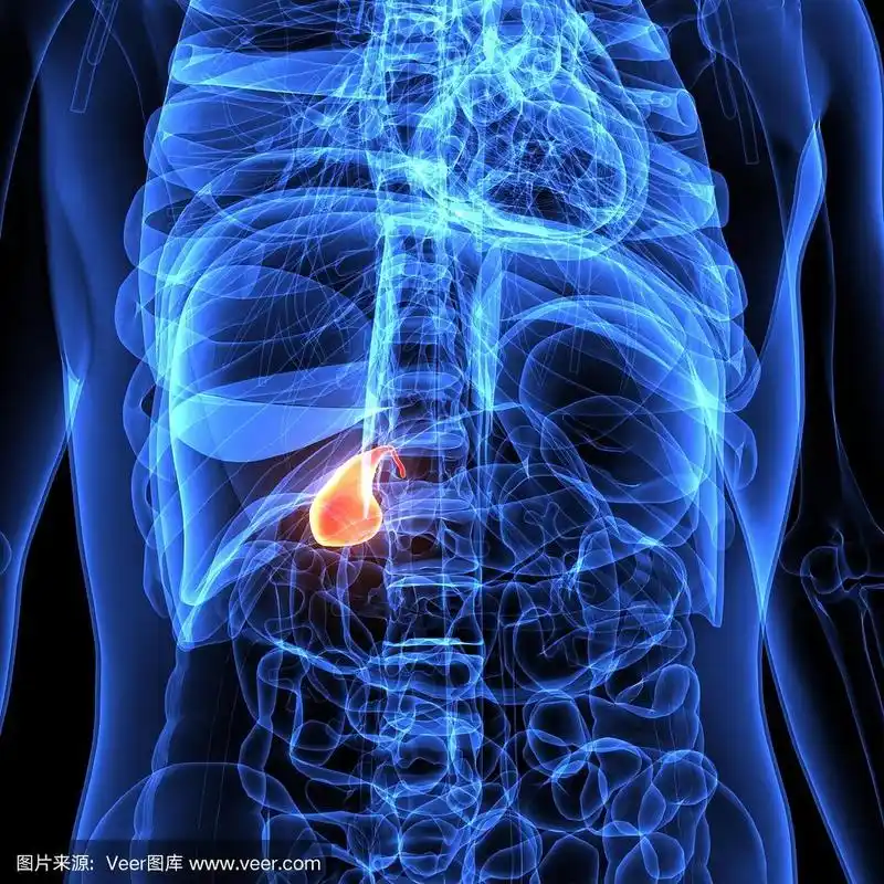 人体胆囊解剖三维插图