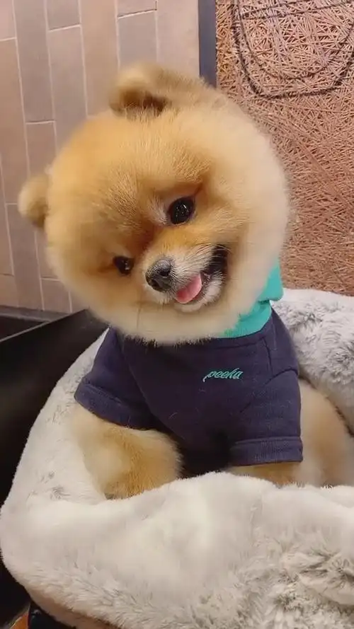 超可爱的治愈系笑容,真的温暖人心