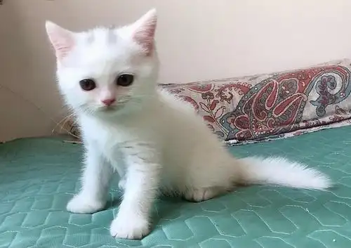 白色英短毛猫 有喜欢的吗 快两个月了