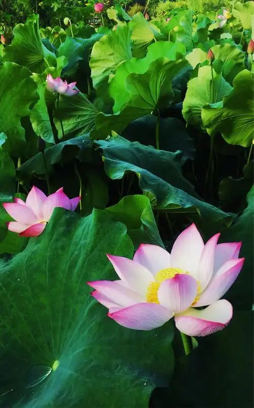 百荷图一一一夏日荷花,千姿百态,出水芙蓉,高雅别置,艳丽多姿,出污泥