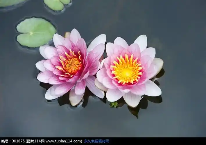 水中漂浮的两朵粉色睡莲