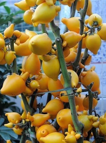 这些全球罕见的水果,你吃过多少种?