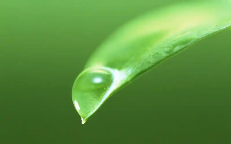 绿色护眼嫩芽上的水珠高清桌面壁纸