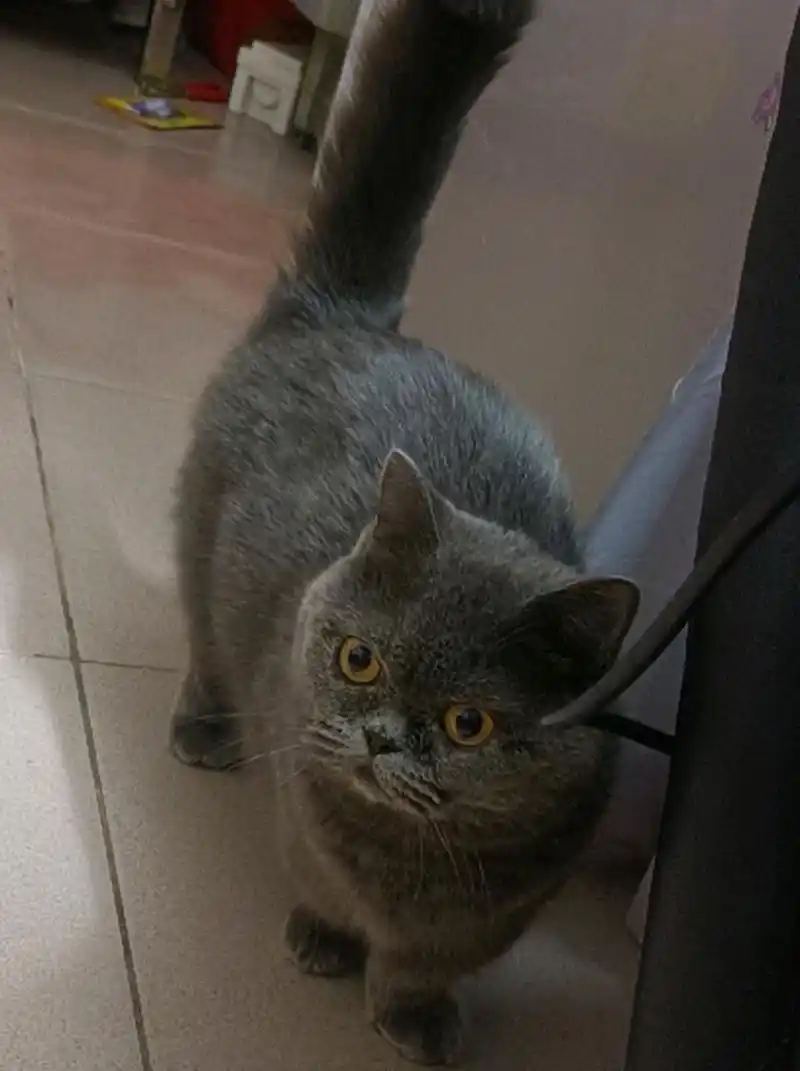 这是加菲猫和蓝猫的串串吗