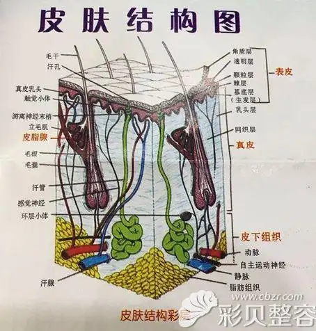 皮肤的结构图