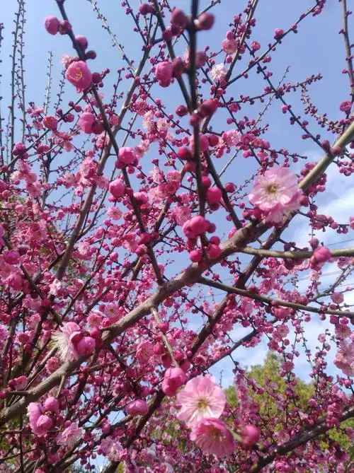 春雪傲骨腊梅红