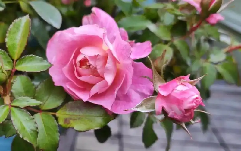 命大的海神王阳台月季的秋花准备群开啦‖红蜘蛛 黑斑 缺肥水都扛过来