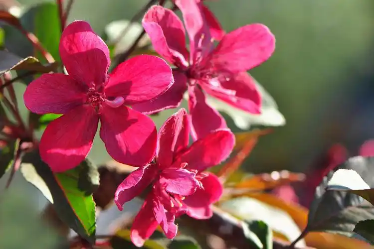 【转载】北美海棠—"王族" (原摄:风云淡)