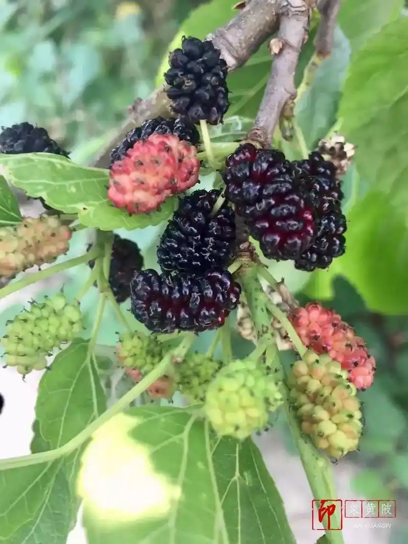 龙王尖下的野桑葚