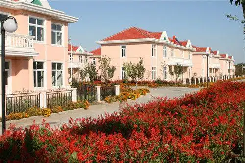 莱阳濯村:栽好樱花树 打造生态振兴"最美乡村"